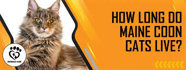 How Long Do Maine Coon Cats Live Detailed Answer