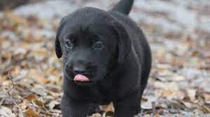 Your dogs aren't going to remain young. Black Lab Puppies For Sale Lab Puppies Labrador Puppy Training Black Lab Puppies