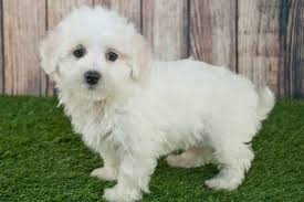 Maltipoo is a perfect companion for older kids as well as elderly people. Maltipoo Breeders By State The Complete List For 2021