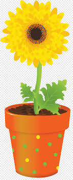 Siapkan pot atau polybag tanam yang memiliki drainase yang baik. Vas Pot Bunga Gerbera Bunga Matahari Warna Png Pngegg