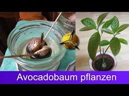 Wer Avocados Mag Kann Sie Ganz Einfach Selber Pflanzen Und Seinen Eigenen Avocadobaum Ziehen Damit Der Avocadobaum G Avocado Baum Avocadobaum Avocado Pflanze
