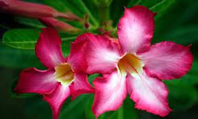 All plants need water to survive but some can also do well with little quantity of it! 5 Plants That Don T Need Much Water Slideshow Plants Rose Plant Care Household Plants