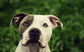 Pin On Pit Bull