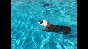 As a result, mollett's bulldogs are known as victorian bulldogs, a society all its own, and although gaining an incredible reputation, are not currently being bred in north america. Tish The Victorian Bulldog Swimming Youtube