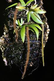 Image result for Diaphananthe sarcophylla