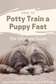 Maybe you would like to learn more about one of these? How To Potty Train A Puppy Fast The Ultimate Guide