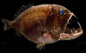 deep sea fangtooth deep sea creatures sea creatures deep sea