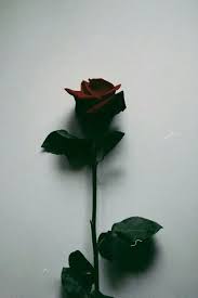 Tumblr Iphone Rose Wallpaper Rose Wallpaper Iphone Wallpaper Grunge Wallpaper Iphone Roses