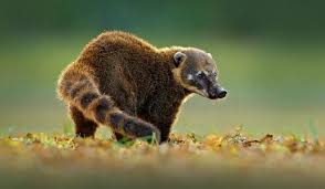 What Animals Live In South America Animals Different Breeds Of Cats South America
