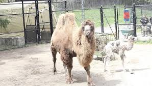 Camel from endangered species born at Toronto Zoo