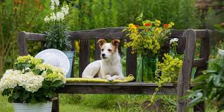 Keep your dog safe by knowing which common indoor and outdoor houseplants are toxic to your complete guide to poisonous plants for dogs. Plants Toxic To Dogs And Plants Safe For Dogs The Ultimate List