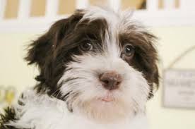 Black And White Havanese Puppy Irish Pied Havanese Chocolate Parti Havanese Puppy Girl Cocoa Tri Color Chocolate White Havanese Havanese Puppies Havanese Grooming