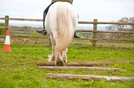 It's trully all about horses. Summer Horse Riding Camps Tips For Success The 1 Resource For Horse Farms Stables And Riding Instructors Stable Management