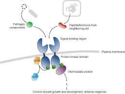 Plasma membranes hold the 6. Plant Receptor Like Kinase Gene Family Diversity Function And Signaling Science Signaling