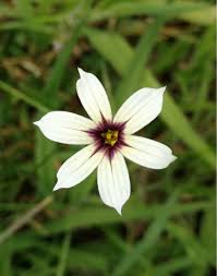 Image result for Sisyrinchium micranthum