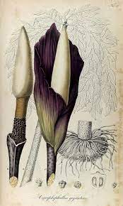 N245 W1150 Botanical Drawings Scientific Illustration Vintage Botanical Prints