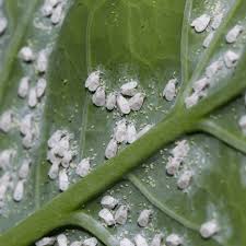 Image result for whitefly in cucumber