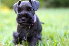 Black And White Schnauzer First Day Home A Black Mini Schnauzer Puppy 8 Weeks Old And Just As Adorable As Can Be Her Name Is Bella Schnauzer Puppy Schnauzer Miniature Schnauzer Puppies