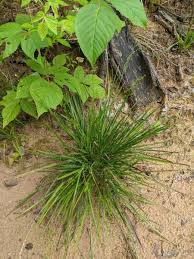 Image result for Dichapetalum deflexum