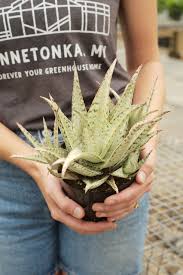 Image result for Aloe carnea