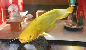 Fish wels aquarium animal water desire freshwater animal world nature вельс. Seltener Wels In Kochi Soll Den Menschen Zu Reichtum Verhelfen