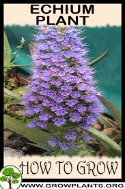 Image result for Echium