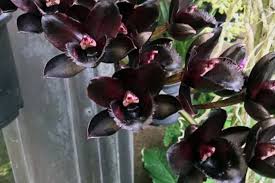 Anggrek Hitam