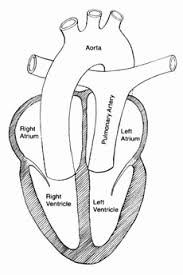 Human heart drawing simple step by step. Simple Diagram Simple Human Heart Drawing Novocom Top