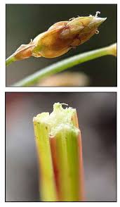 Image result for Fimbristylis quinquangularis