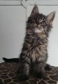 Maine coon cats are moderately active. Maine Coon Kittens