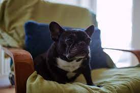 Signs Of Cancer In Senior Dogs