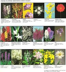 Pin On Name That Flower