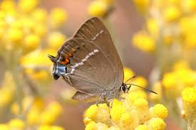 Image result for Satyrium trinerve