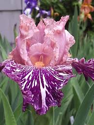 Border Bearded Iris Iris Anaconda Love Schwertlilie Blumen Pflanzen Blumen