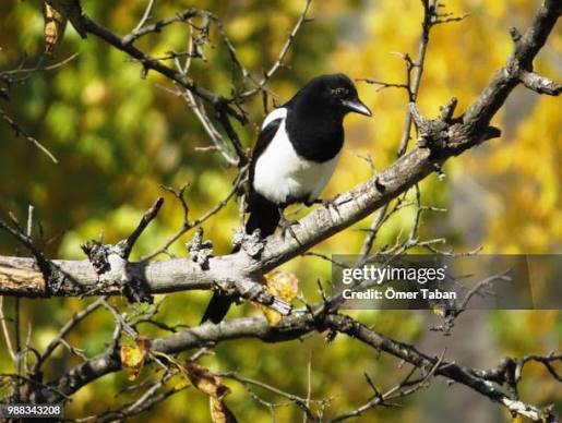 988 Pecker Stock Photos, High-Res Pictures, and Images - Getty Images
