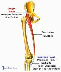 Quadriceps One Of The Major Muscles Groups Of The Legs Sartorius Muscle Neck Muscle Anatomy Leg Muscles Anatomy