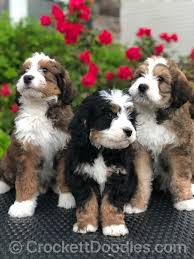 Apri, akc or ckc registered. Bernedoodle And Mini Bernedoodles For Sale