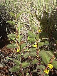 Image result for Chamaecrista gracilior