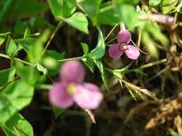 Image result for Canscora kirkii