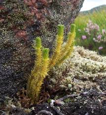 Image result for Huperzia afromontana