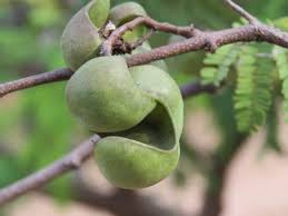 Image result for Libidibia coriaria