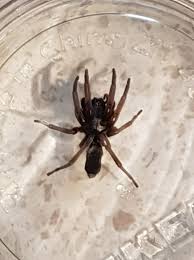 Please click on ant pest control perth to receive guaranteed ant programs and controls in the best possible manner. Cheap Pest Control Perth Always Pest Control