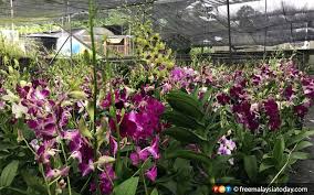 Jenis bunga matahari yang paling populer digunakan sebagai tanaman hias di taman. Daripada Hobi Kini Tanaman Orkid Raih Rm50 000 Sebulan Free Malaysia Today Fmt
