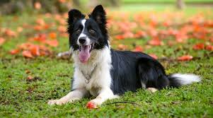 Because both the border collie and (especially) the standard poodle can have a number of inherited health conditions. Do Border Collies Shed Yes But Here S How To Manage It