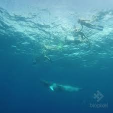 The clip, recorded by musician alex albrecht and uploaded on his @.alex.albrecht tiktok channel has been watched more than 30 million times since he uploaded it on tuesday (may 25). Argo Expeditions Ipswich Queensland Boat Rental Facebook