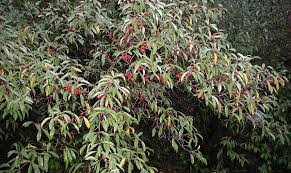 Sep 21, 2017 · identification by leaf clusters. Invasive Plant Species