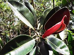 Image result for ficus elastica flower