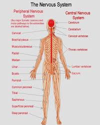 The Human Nervous System Definition Human Nervous System Nervous System Lesson Plans Central Nervous System
