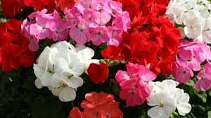 Image result for Geranium arabicum