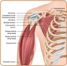 Shoulder pain is defined as chronic when it has been present for longer than six months. Shoulder Pain Rotator Cuff Tear